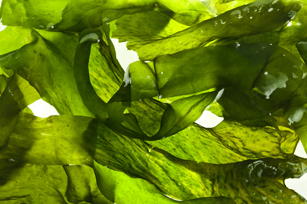 5 Manfaat Seaweed Extract dari Utsukushii untuk Kecantikan
