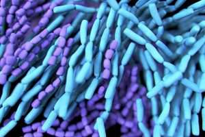 Mengurangi Kolesterol dengan Bantuan Lactic Acid Bacteria Kandungan dari Utsukushii
